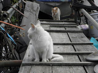 沖島の猫達